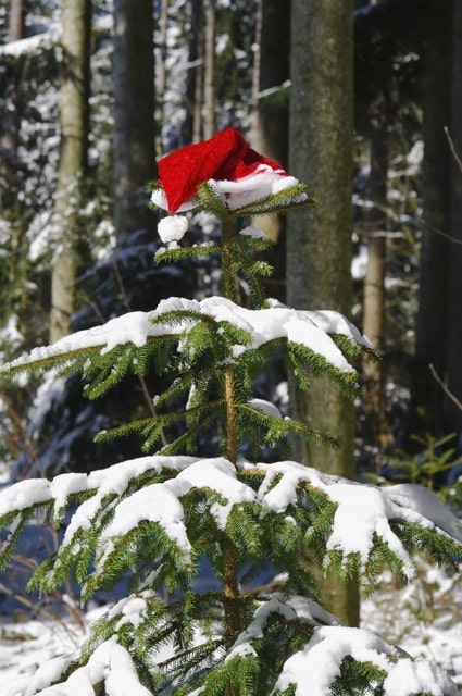 Das Bild zeigt einen Tannenbaum mit Weihnachtsmütze und symbolisiert das Thema "Weihnachtsfeier Berlin".